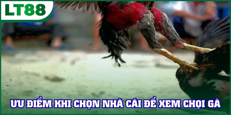 Các ưu điểm nổi trội khi chọn nhà cái để xem chọi gà