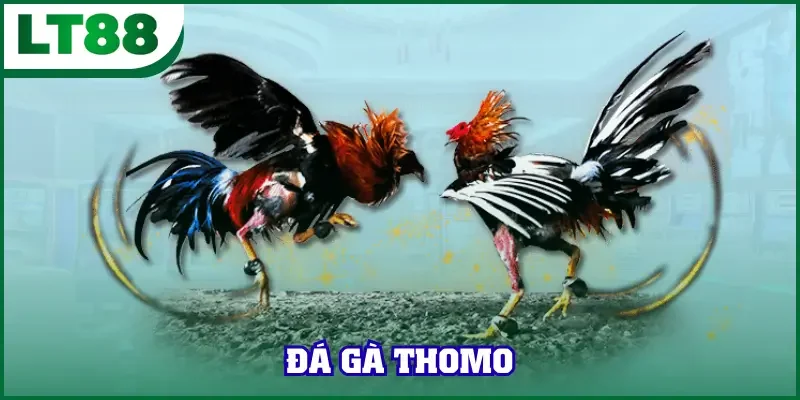 Đá Gà Thomo - Hình Thức Nổi Tiếng Trong Giới Chọi Gà 2025