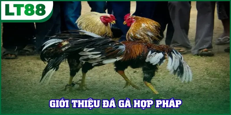 Giới thiệu đá gà hợp pháp