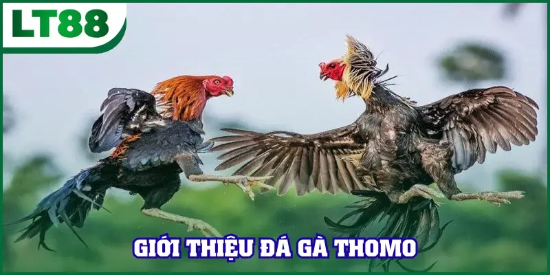 Giới thiệu đá gà Thomo