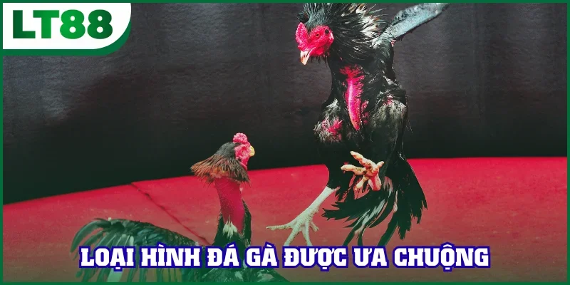 Loại hình đá gà LT88 được yêu thích