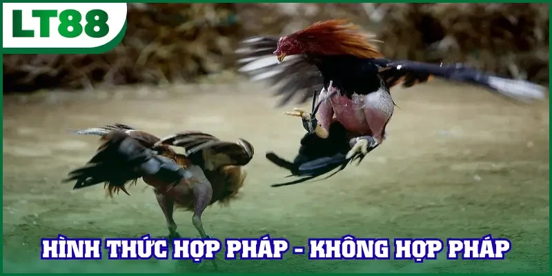 Phân biệt 2 hình thức tổ chức hợp pháp - không hợp pháp